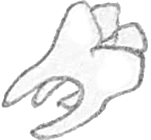 tooth